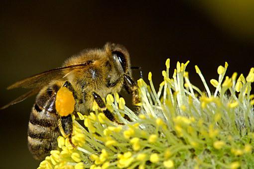 Péče o včely pomocí kosmu